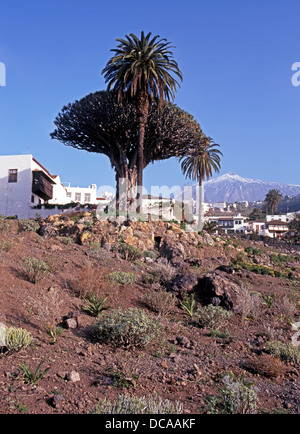 The Dragon Tree with Mount Teide to the rear, Icod de los Vinos, Tenerife, Canary Islands, Spain. Stock Photo