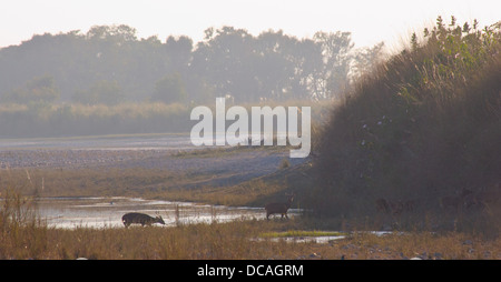 Indian Hog Deer (Hyelaphus porcinus), Bardia National Park, Nepal Stock Photo