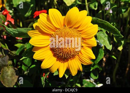 Yellow Sunflower in Full Bloom Stock Photo