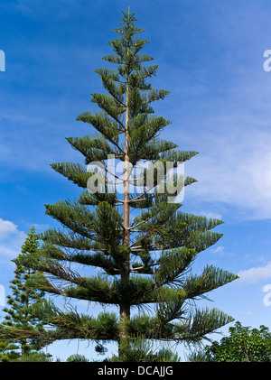 dh Norfolk Island Pine CONIFER TREE Norfolk pine tree Araucaria heterophylla Northland New Zealand Stock Photo