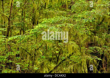 Temperate rainforest Bag Harbour- mossy understory Haida Gwaii Queen Charlotte Islands Gwaii Haanas NP British Columbia Canada Stock Photo