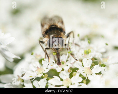 Bumblebee mimic Hoverfly feeding on nectar Stock Photo