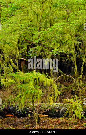 Temperate rainforest Bag Harbour- mossy understory Haida Gwaii Queen Charlotte Islands Gwaii Haanas NP British Columbia Canada Stock Photo