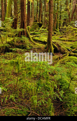 Temperate rainforest Bag Harbour- mossy understory Haida Gwaii Queen Charlotte Islands Gwaii Haanas NP British Columbia Canada Stock Photo