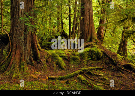 Temperate rainforest Bag Harbour- mossy understory Haida Gwaii Queen Charlotte Islands Gwaii Haanas NP British Columbia Canada Stock Photo