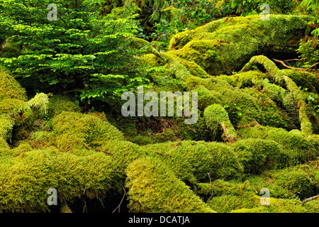 Temperate rainforest Bag Harbour- mossy understory Haida Gwaii Queen Charlotte Islands Gwaii Haanas NP British Columbia Canada Stock Photo