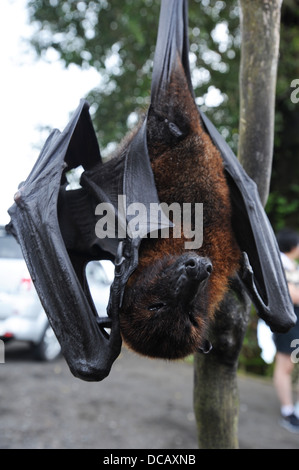 Pteropus giganteus Bat on the island of Bali, Indonesia Stock Photo