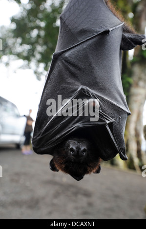 Pteropus giganteus Bat on the island of Bali, Indonesia Stock Photo