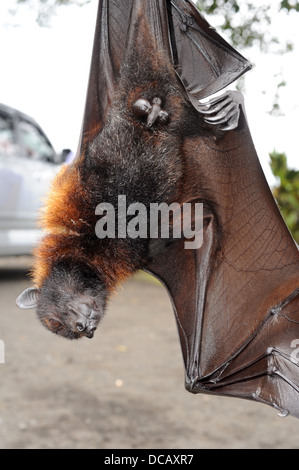 Pteropus giganteus Bat on the island of Bali, Indonesia Stock Photo