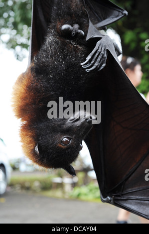 Pteropus giganteus Bat on the island of Bali, Indonesia Stock Photo