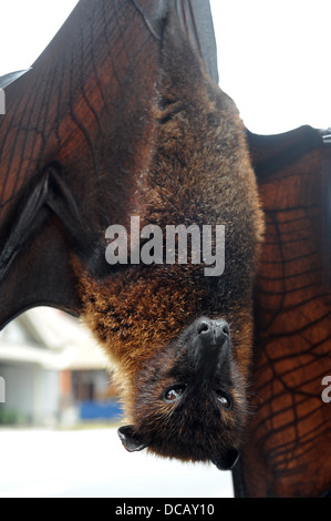 Pteropus giganteus Bat on the island of Bali, Indonesia Stock Photo