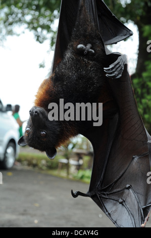 Pteropus giganteus Bat on the island of Bali, Indonesia Stock Photo