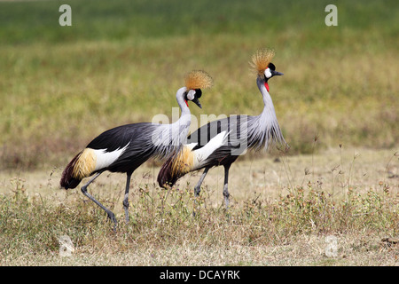 Couple of grey crowned cranes (Balearica regulorum) in the savannah, Serengeti National Park, Tanzania Stock Photo