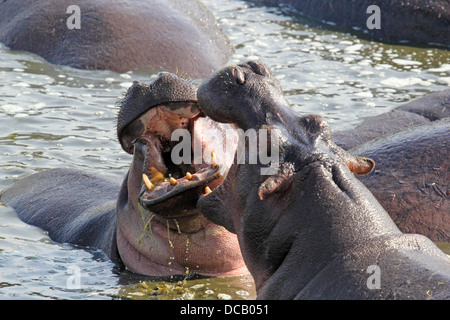 Two huge male hippos (Hippopotamus amphibius) fighting in a pool in Serengeti National Park, Tanzania Stock Photo