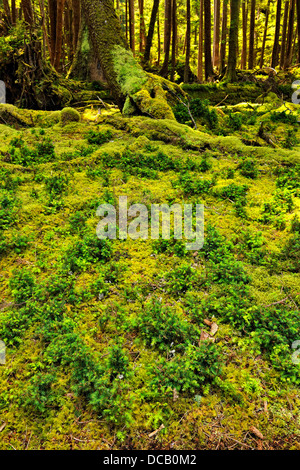 Rain forest on Burnaby Island Haida Gwaii Queen Charlotte Islands Gwaii Haanas NP British Columbia Canada Stock Photo