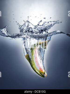 Salmon fish splashing into water forming a crown splash over the surface and a water trail under. Stock Photo