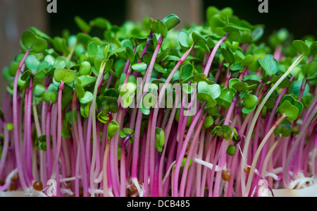 Organic Radish Cress with Purple Stalks Stock Photo