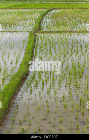 paddy-field ridge,Traditional farming Stock Photo - Alamy