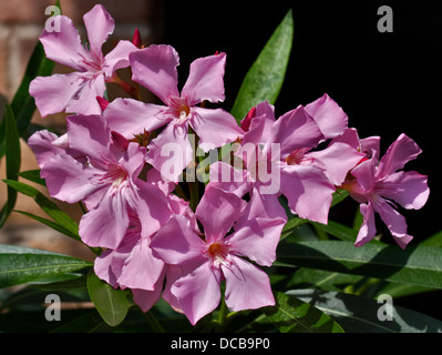 Pink Nerium Oleander Stock Photo