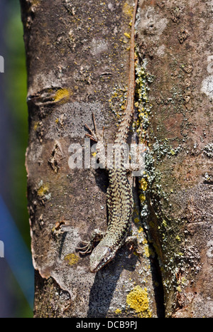 Common Lizard (zootoca vivipara) Stock Photo