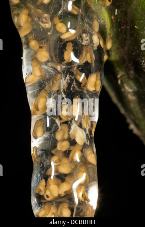 Eggs of a small treefrog (Dendropsophus sp.) suspended over a rainforest pond in Ecuador Stock Photo