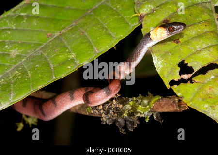 Amazon Flat Snake (Siphlophis compressus) climbing in a bush in rainforest, Ecuador Stock Photo