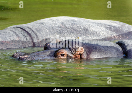 hippo at Longleat Stock Photo - Alamy