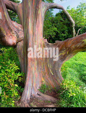 Rainbow Eucalyptus Tree  (Eucalyptus Deglupta) Stock Photo