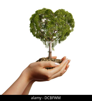 Woman's hands holding soil with a tree heart shaped. Viewed from a side, on white background. Stock Photo