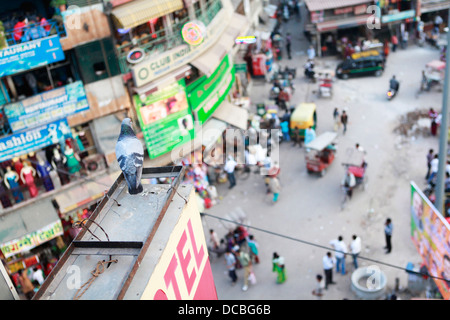 A pigeon has a birds eye view of the street below Stock Photo