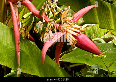 The Musa Velutina is a Pink Banana from North East India growing inside the Greenhouse at Dundee Botanic Gardens, UK Stock Photo