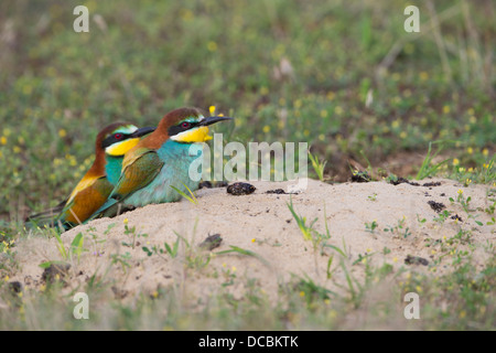 European bee-eater Merops apiaster, adult pair together at nesting hole on ground, Lakitelek, Hungary in June. Stock Photo