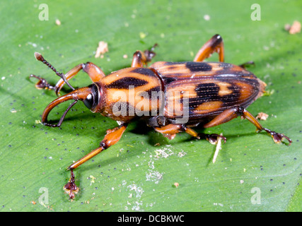 Weevil (a beelle i the family Curculionidae) on a rainforest leaf, ecuador Stock Photo