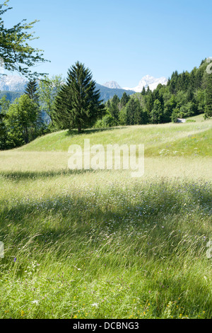 Summer scenery with meadow and trees backgrounded with Julian Alps, Bohinj Slovenia. Stock Photo