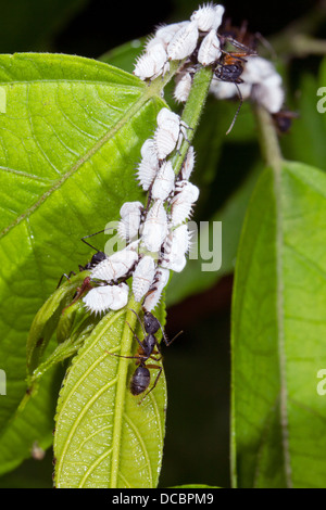 Ant gathering honeydew from a group of plant hoppers in the Amazon rainforest Stock Photo