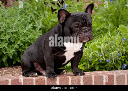 French bulldog sitting on brick wall Stock Photo