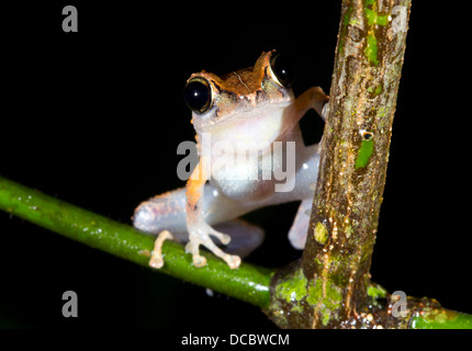 Librarian Treefrog (Pristimantis librarius) looking at the camera in the rainforest understory, Ecuador Stock Photo