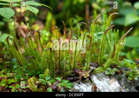 Club moss (Lycopodium), Isle Royale National Park, Michigan, United States of America Stock Photo