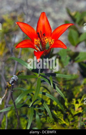 Red and yellow flower of a Wood Lily (Lilium philadelphicum), Isle Royale National Park, Michigan, United States of America