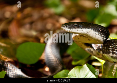 Black Rat Snake Stock Photo
