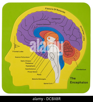 Brain puzzle Stock Photo