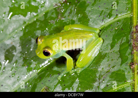 Male Glass Frog (Teratohyla midas) calling on a green leaf in the rain, Ecuador Stock Photo