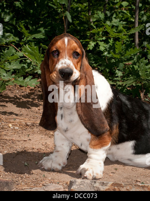 Cute Sitting Tricolor Basset Hound Puppy Looking Sad Or Remorseful 