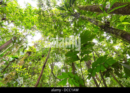 Looking up to the rainforest canopy in the Ecuadorian Amazon Stock Photo