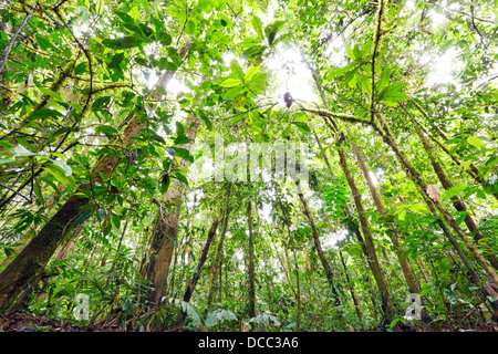 Looking up to the rainforest canopy in the Ecuadorian Amazon Stock Photo