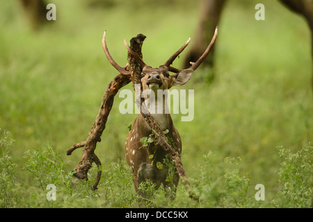 Adult male spotted deer (Axis axis) dangling a tree branch on his antlers in the forests of Kabini in Nagarahole, India. Stock Photo