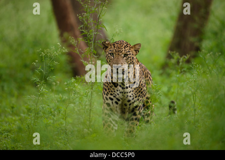 Adult male leopard in the jungles of Kabini in Nagarahole National Park and Tiger Reserve, India. Stock Photo