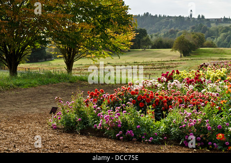 A show garden of many colourful dahlia varieties in late afternoon, next to large trees in a rural area. Stock Photo