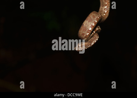 A brown morph Malabar Pit Viper (Trimeresurus malabaricus) in the Western Ghats of Coorg, India. Stock Photo