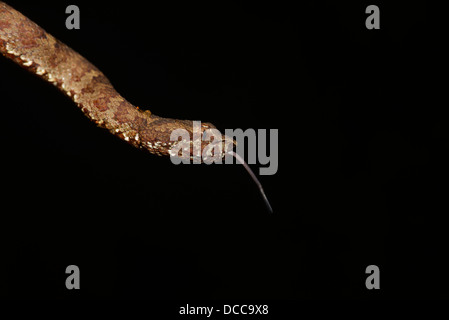 A brown morph Malabar Pit Viper (Trimeresurus malabaricus) in the Western Ghats of Coorg, India. Stock Photo